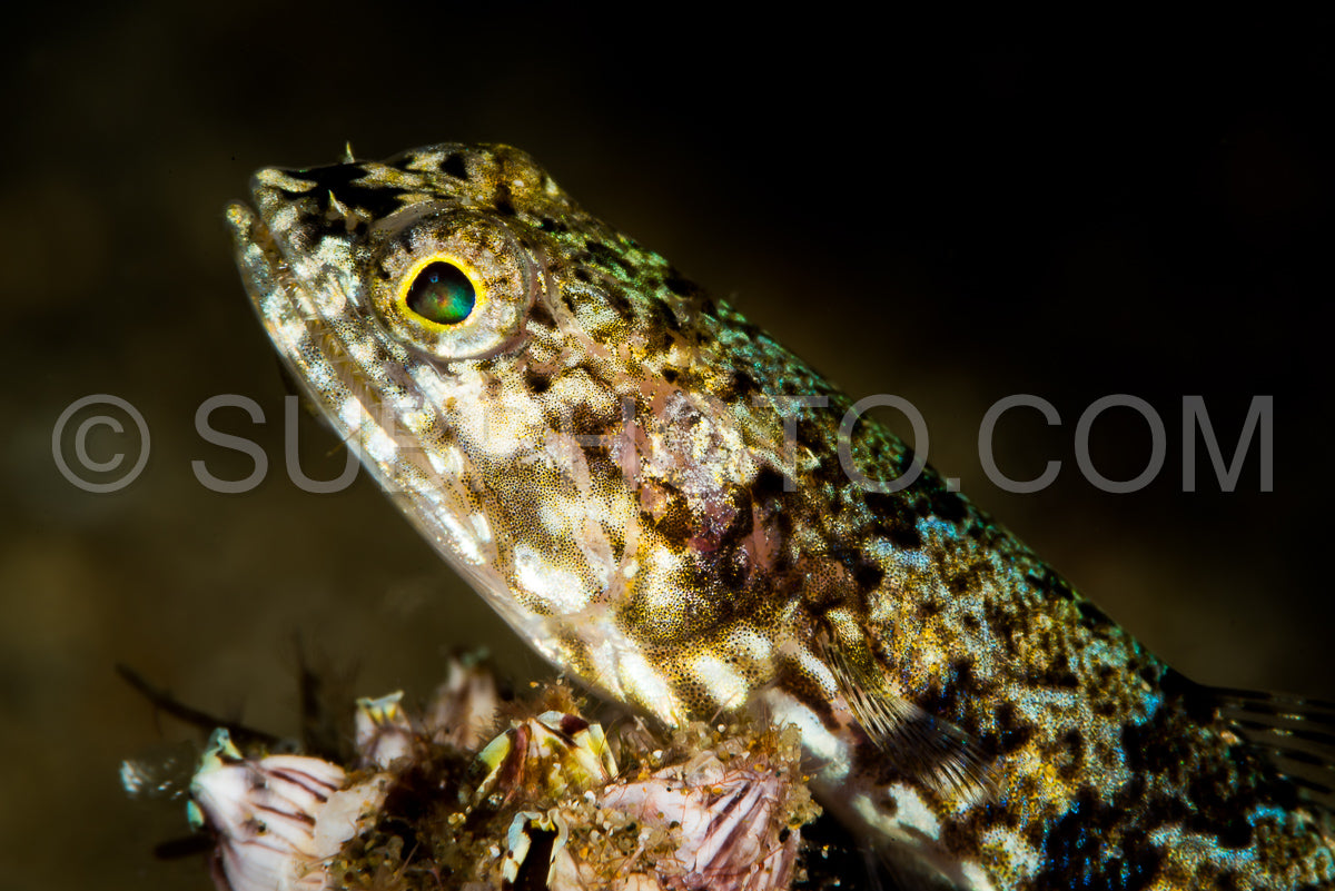 Photo de lézard à nageoires claires poisson