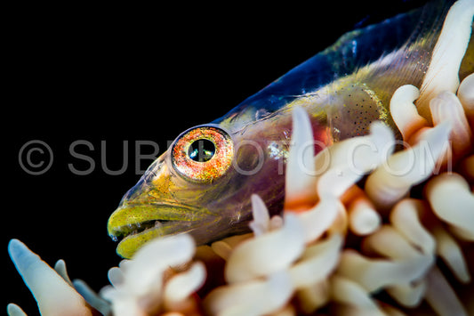 Wire coral goby on a black background