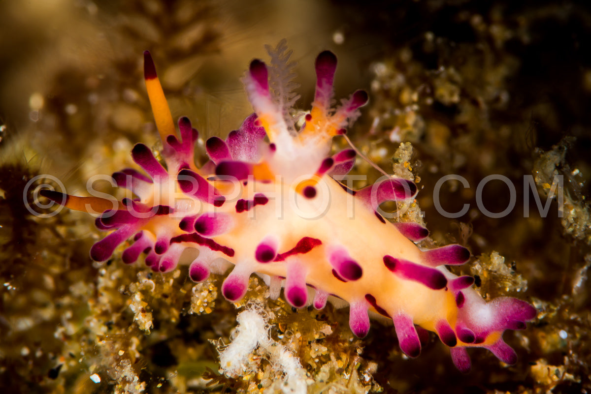 Photo de nudibranche aegires villosus farran