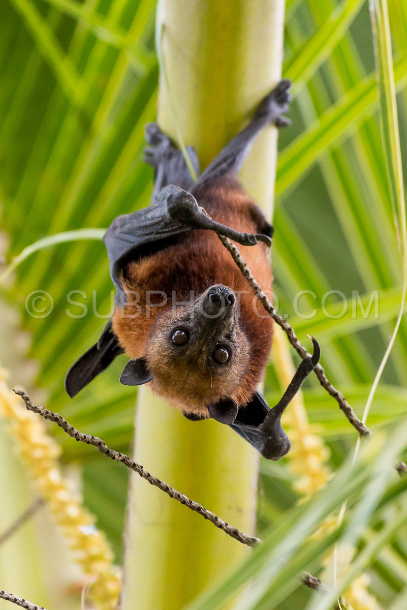 Photo de Chauve-souris frugivore accrochée à l'envers à un palmier sur l'île de Maratua - Kalimantan - Bornéo (Indonésie)