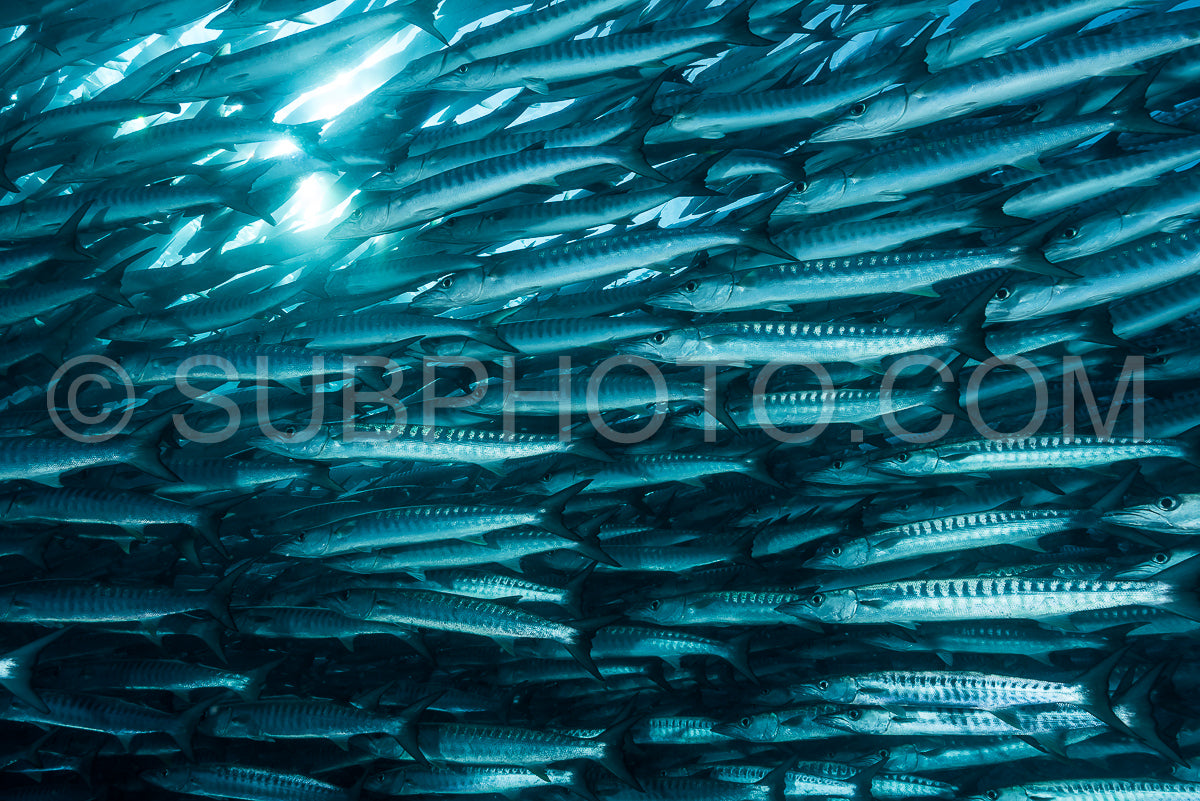 school of blackfin barracudas in Big Fish Country- Maratua- Kalimantan- Borneo- Indonesia