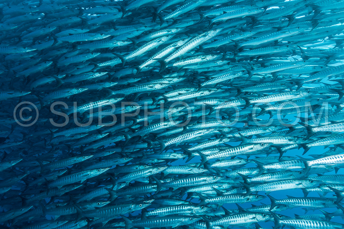 school of blackfin barracudas in Big Fish Country- Maratua- Kalimantan- Borneo- Indonesia