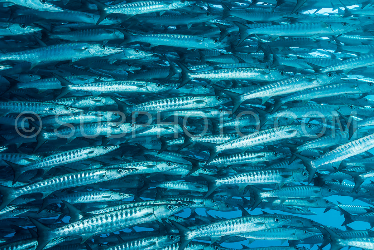 Photo de Banc de barracudas à nageoires noires dans le Big Fish Country- Maratua- Kalimantan- Borneo- Indonésie