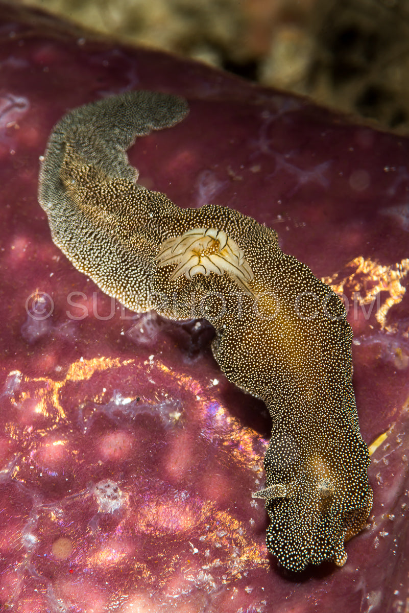 Photo de nudibranche Doriprismatica stellata