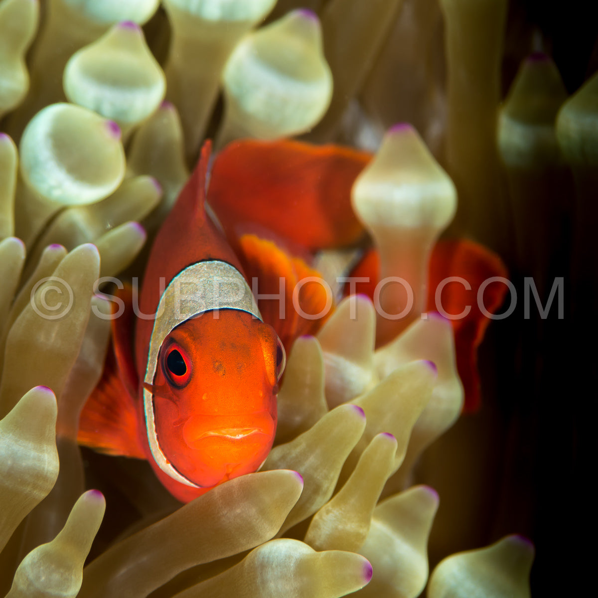 Photo de poisson-anémone à joues épineuses - poisson-clown