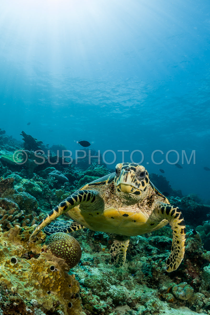 loggerhead turtle swimming over a coral reef with sun rays
