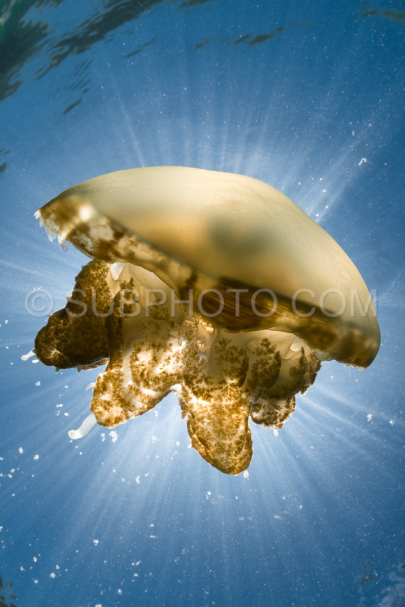 Photo de Martigias Papua Jellyfish- Jellyfish Lake- Kakaban- Indonésie