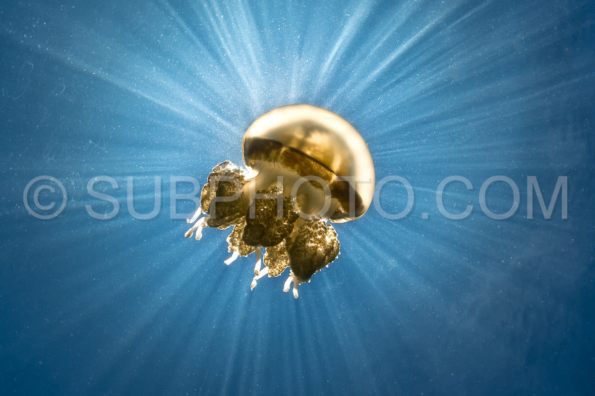 Martigias Papua Jellyfish- Jellyfish Lake- Kakaban- Indonesia