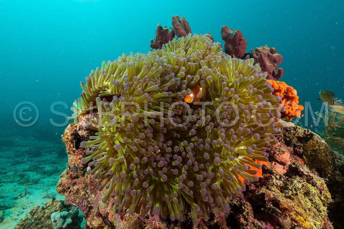 Photo de poisson-anémone faux clown - poisson-clown