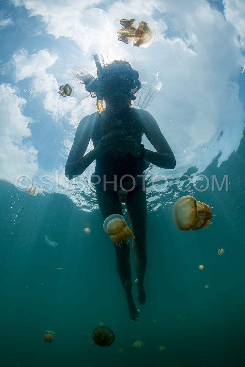 Photo de femme en plongée libre avec Martigias Papua Jellyfish- Jellyfish Lake- Kakaban- Indonésie