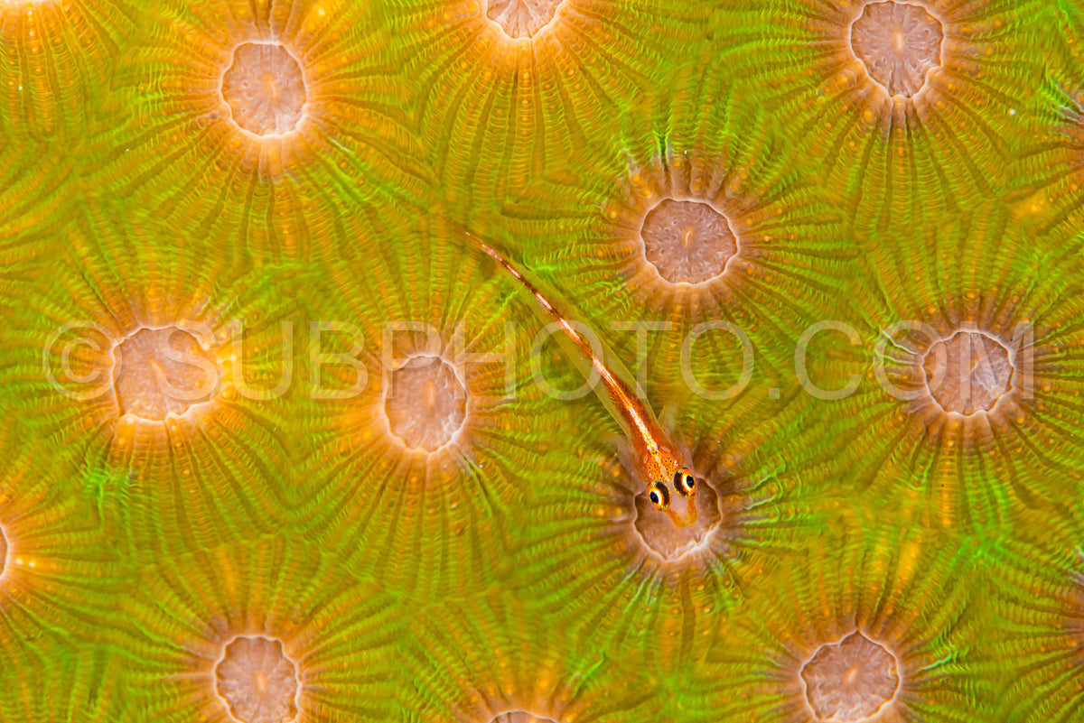 Photo de gobie fantôme de stonycoral - gobie