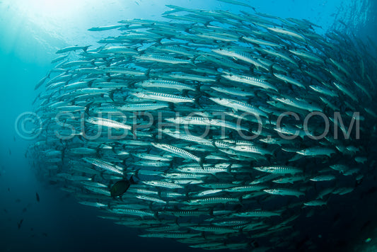 school of blackfin barracudas in Big Fish Country- Maratua- Kalimantan- Borneo- Indonesia