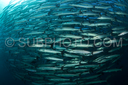 school of blackfin barracudas in Big Fish Country- Maratua- Kalimantan- Borneo- Indonesia