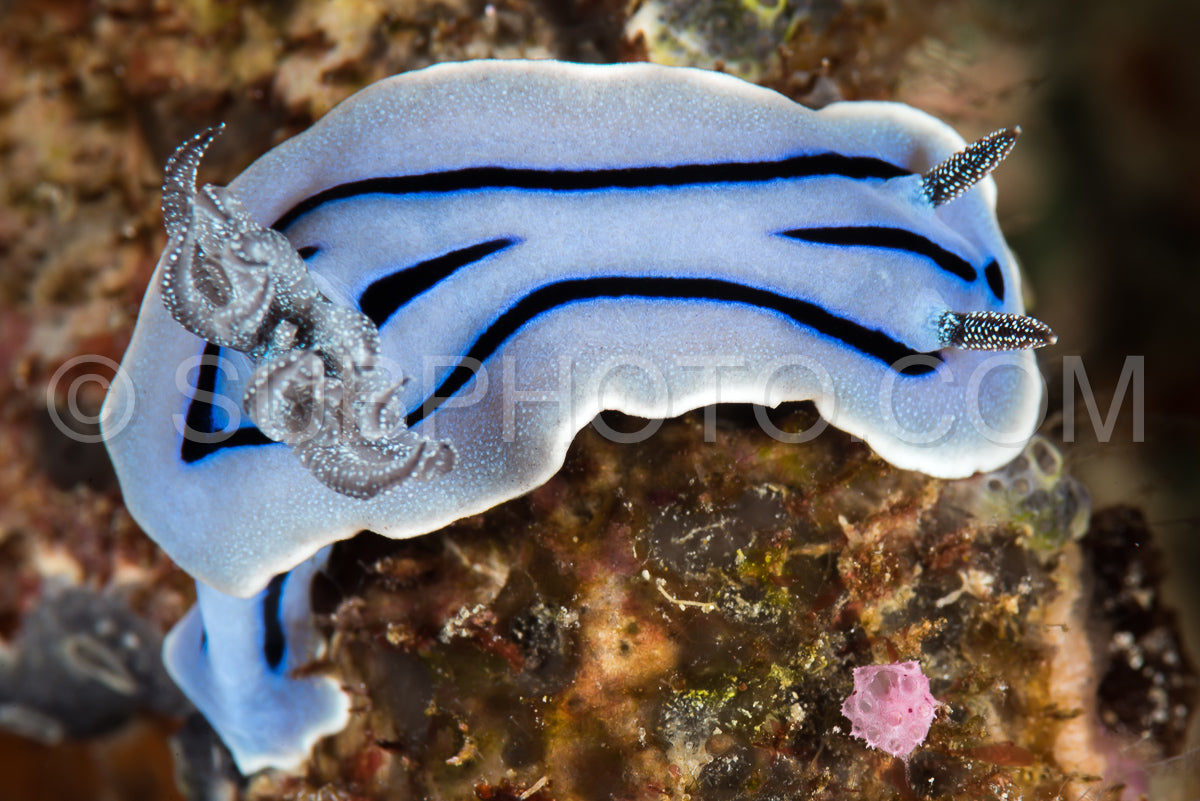 Photo de nudibranche chromodoris willani Rudman
