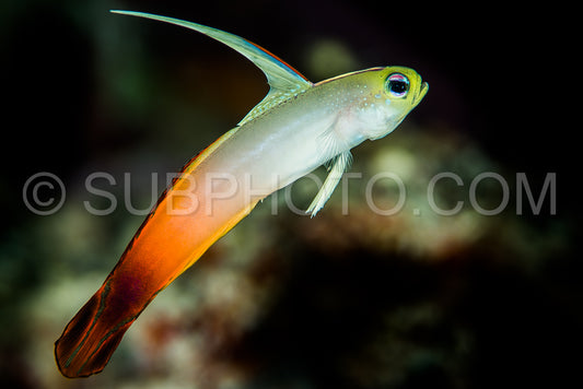 fire dartfish on a black background- goby