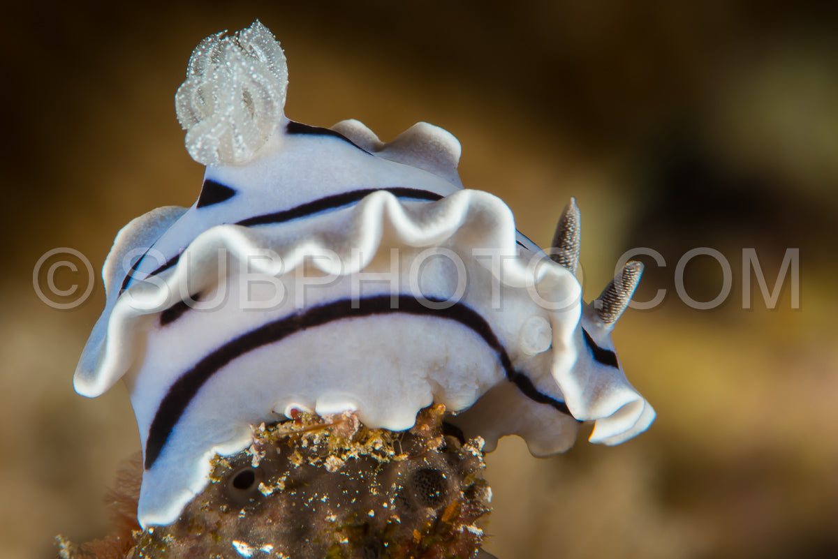 Photo de nudibranche chromodoris willani Rudman
