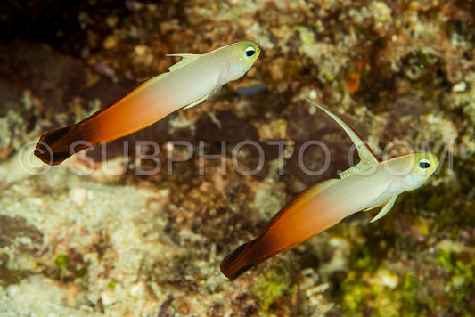 Photo de couple de dartfish de feu sur fond noir - goby