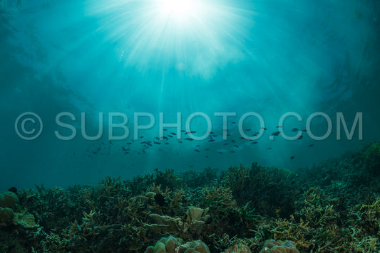 Photo de rayons de soleil sur un récif corallien avec de petits poissons