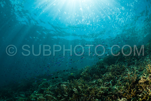 Photo de rayons de soleil sur un récif corallien avec de petits poissons