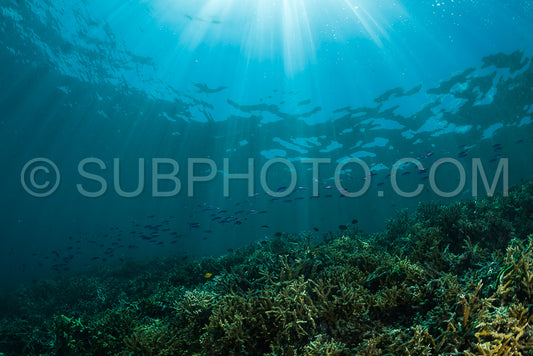 Photo de rayons de soleil sur un récif corallien avec de petits poissons