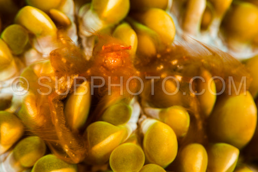 Photo de crabe orang-outan dans une anémone