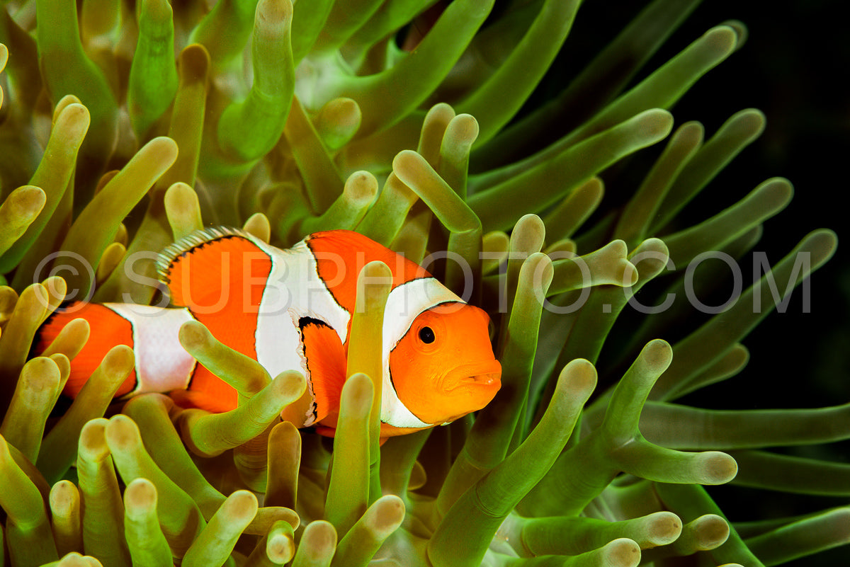 Photo de poisson-anémone faux clown - poisson-clown