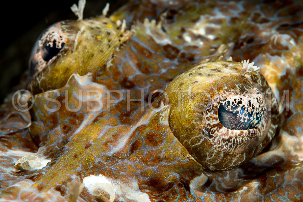 Photo de crcodile à yeux frangés poisson à tête plate