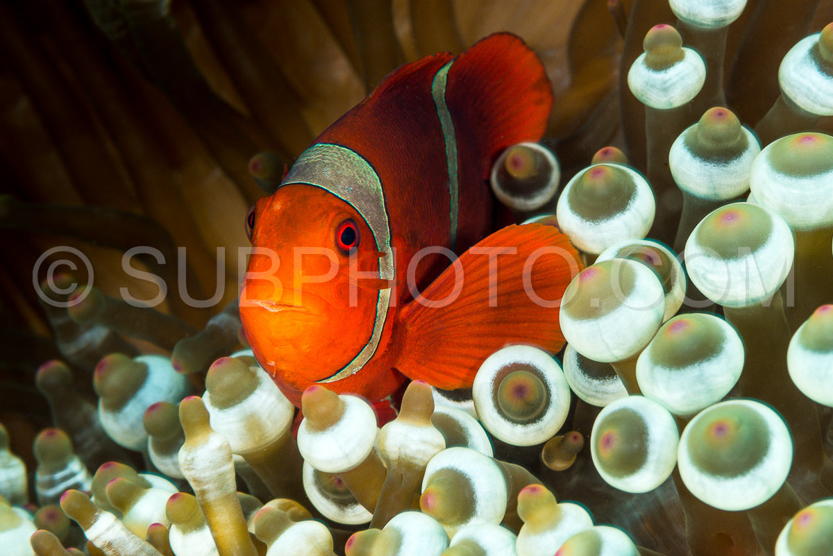 Photo de épinoche poisson anémone poisson