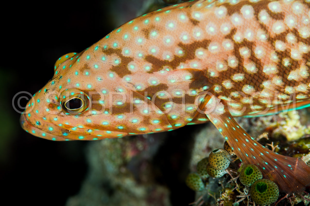 Photo de mérou bleu tête de poisson