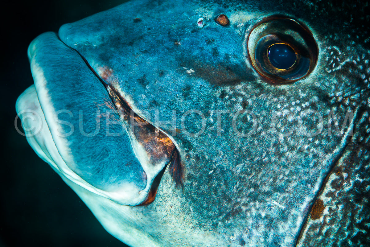 Photo de poisson sweetlips géant