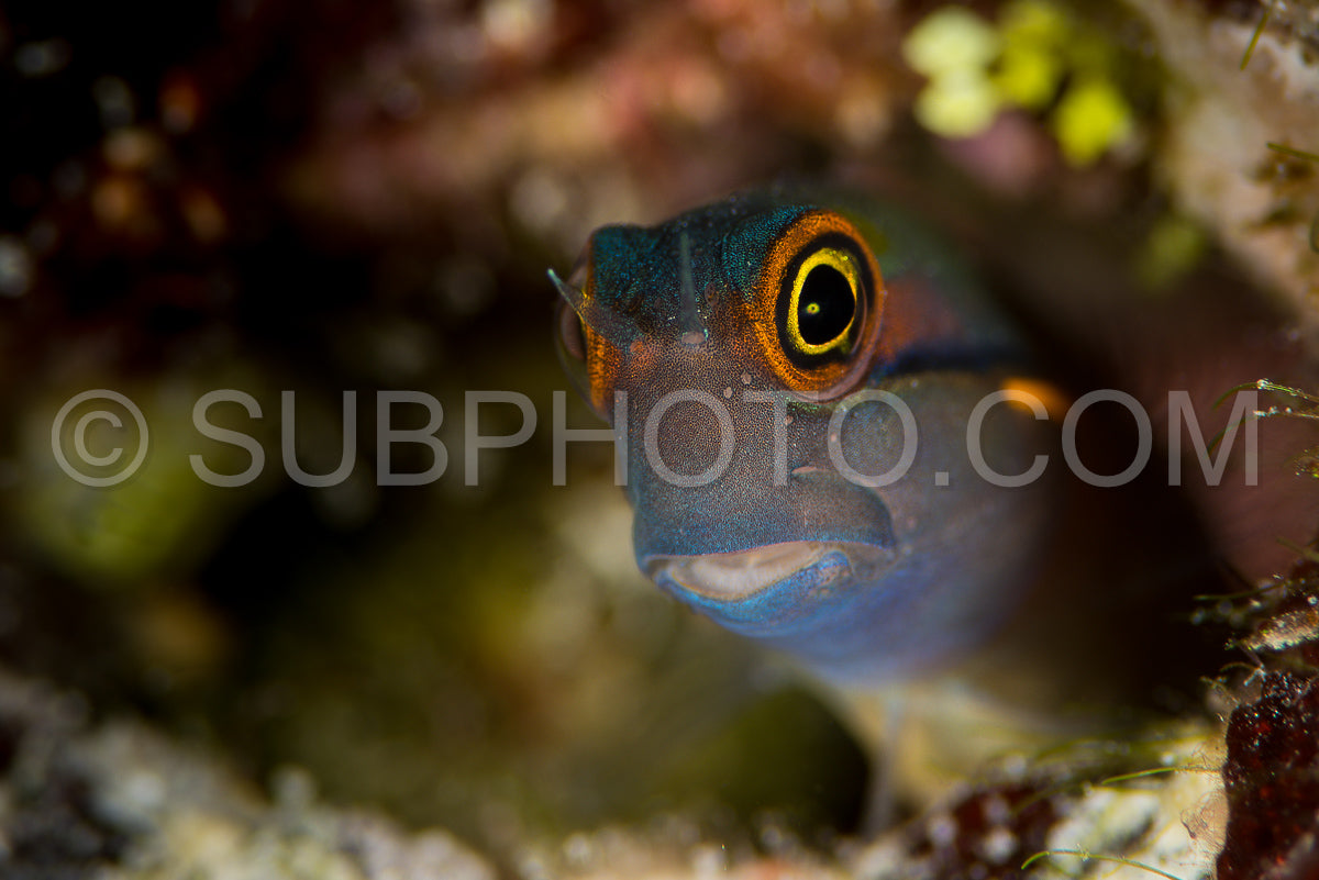 Photo de poisson corallien à taches en queue