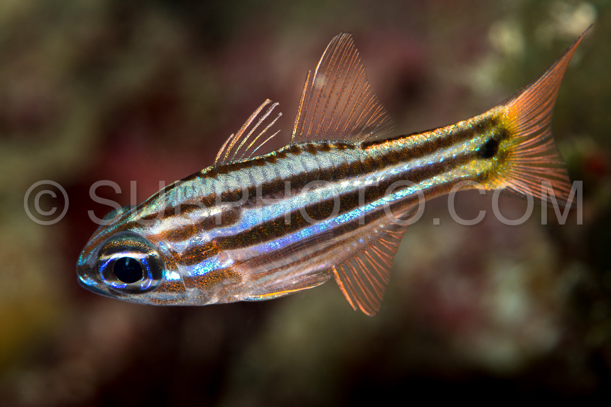 Photo de poisson cardinal juvénile à bande fendue