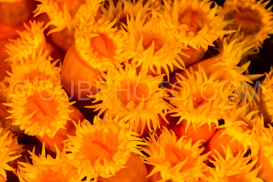 Photo de coupe ahermatique corail