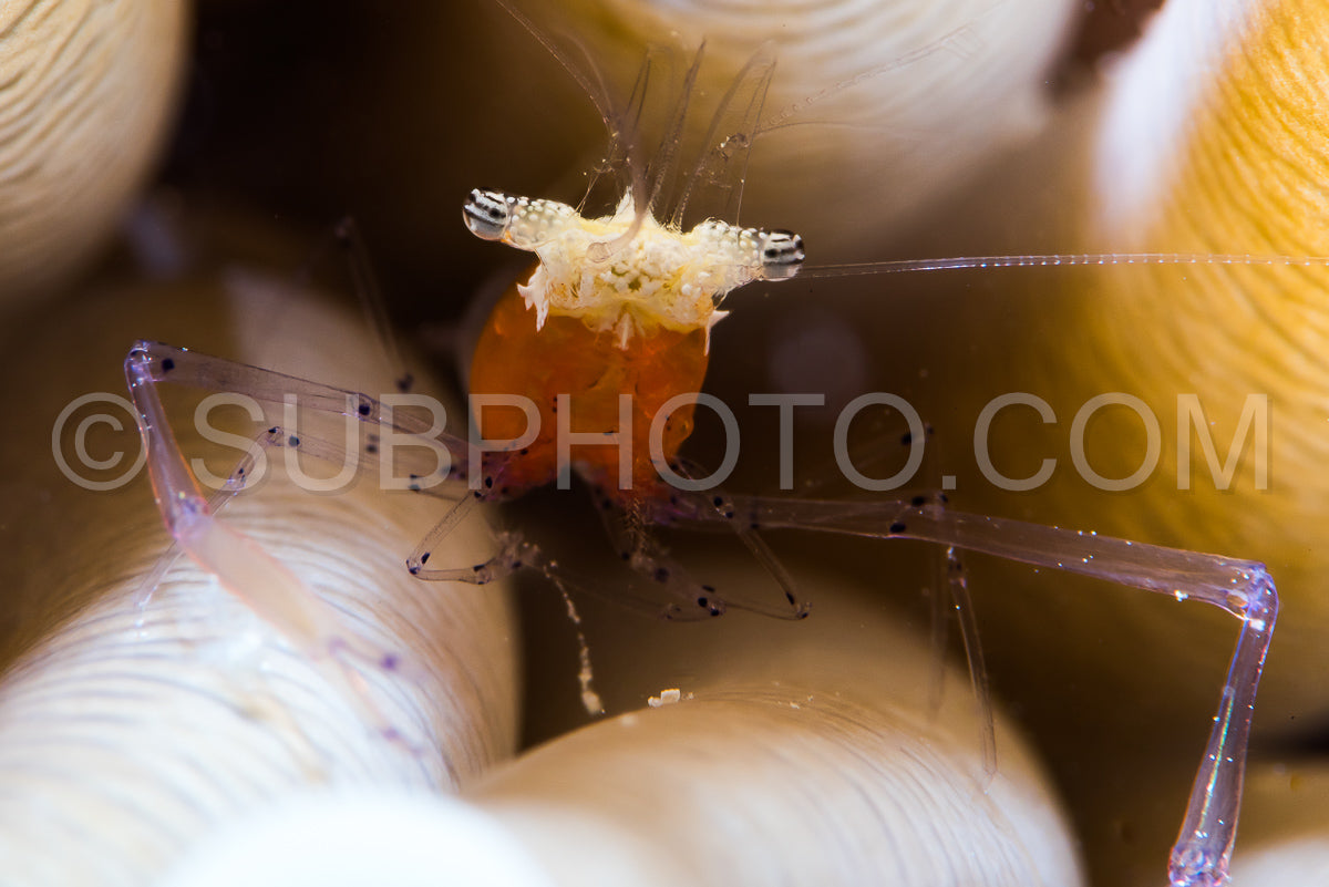 mushroom coral shrimp head extreme closeup