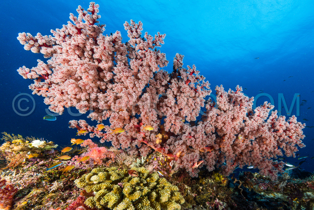 Photo de éventail de mer ou gorgone sur la pente d'un récif corallien avec surface de l'eau visible et poissons et femme plongeuse