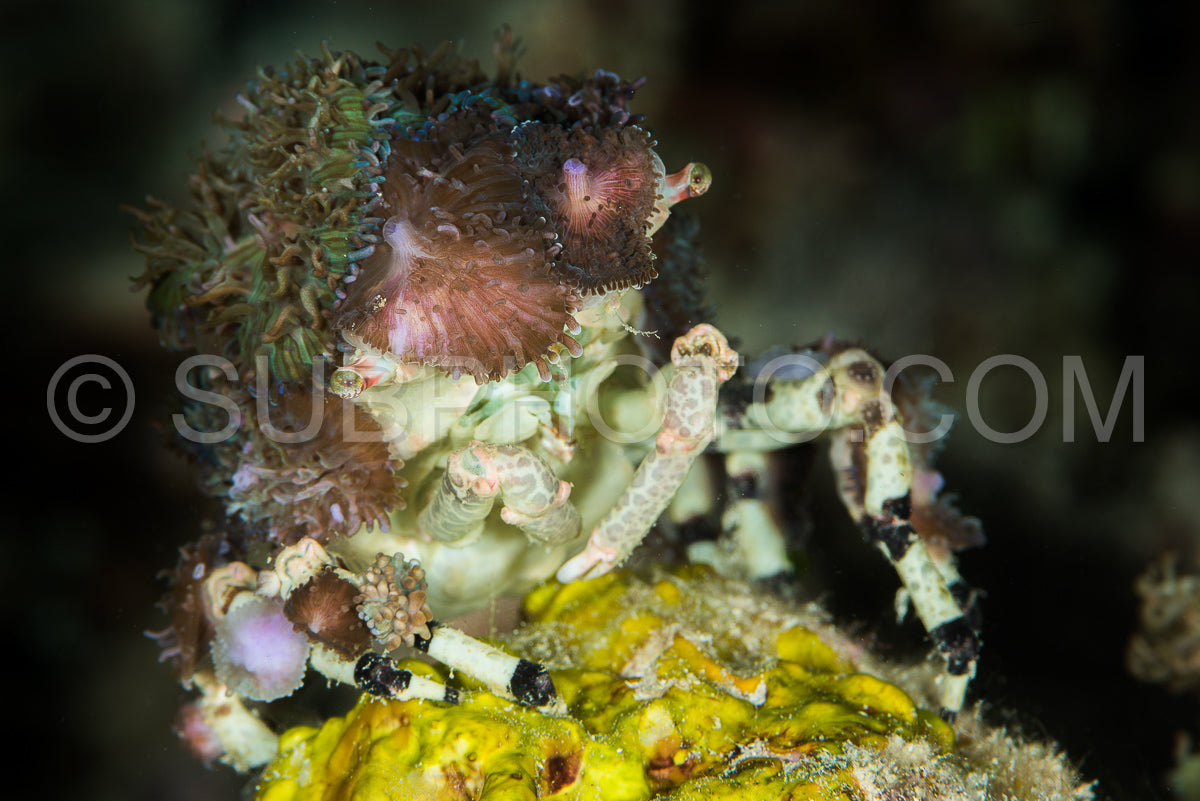 corallimorph decorator crab