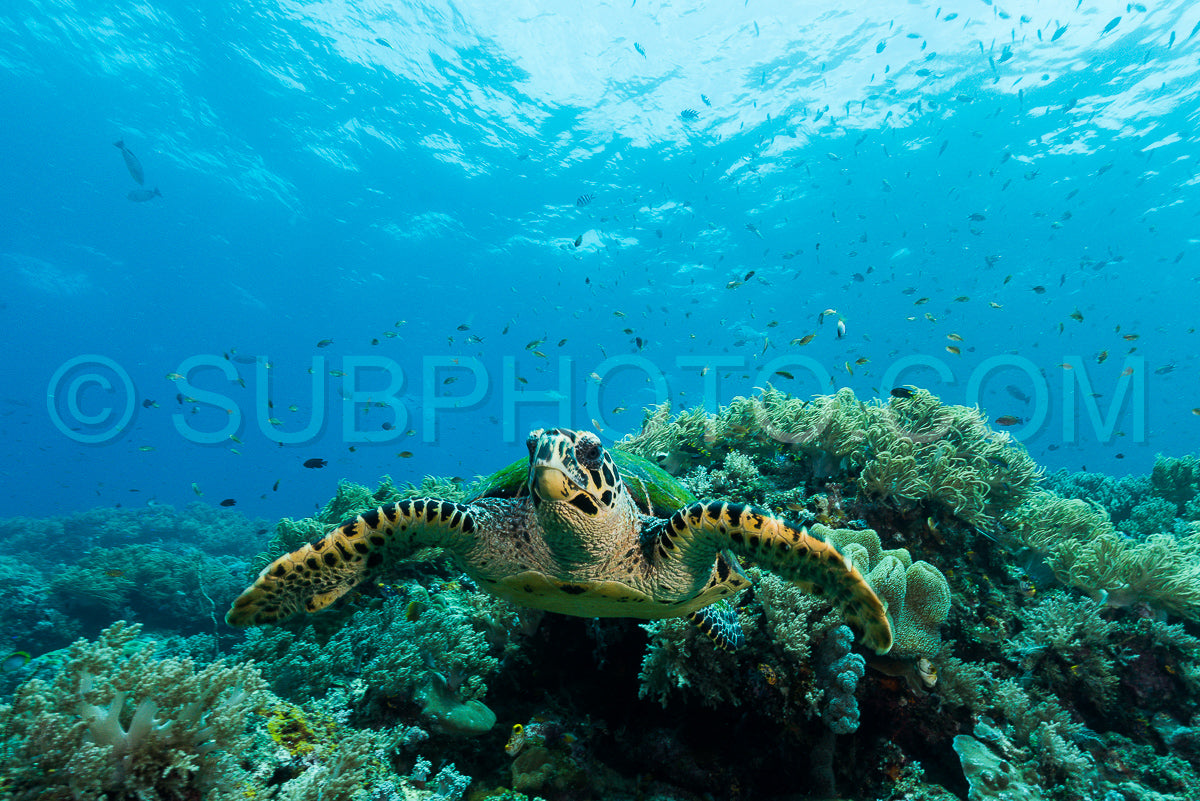 loggerhead sea turtle swimming over a coral reef with sun rays