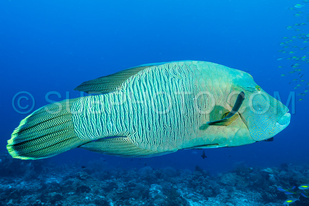Photo de poisson napoléonien
