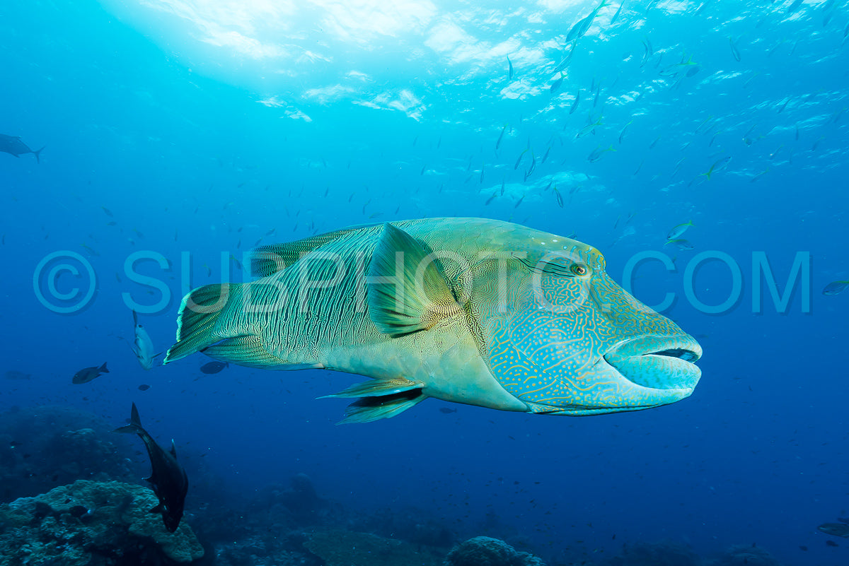 Photo de poisson napoléonien