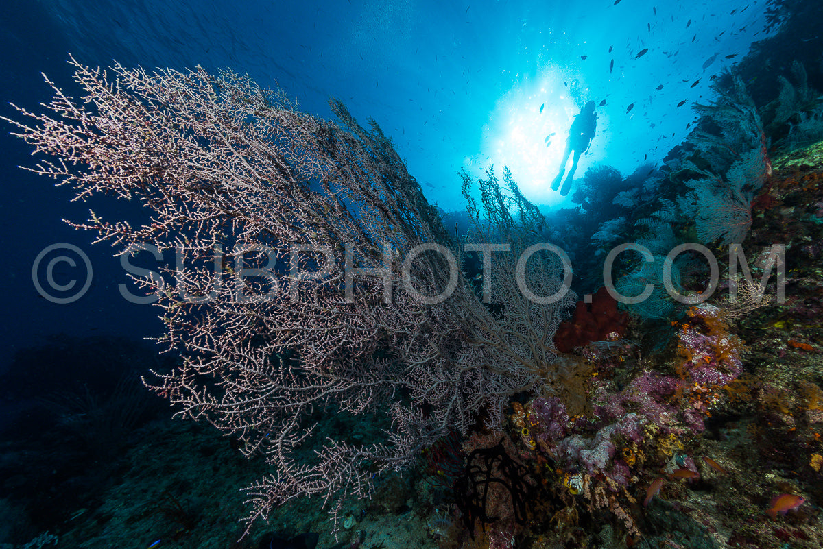 Photo de éventail de mer ou gorgone sur la pente d'un récif corallien avec surface de l'eau visible et poissons et femme plongeuse