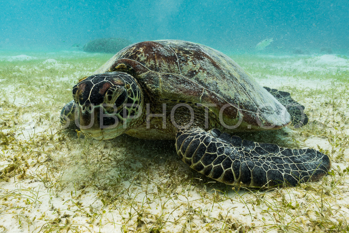 Photo de Tortue marine imbriquée se nourrissant d'algues marines en eau peu profonde