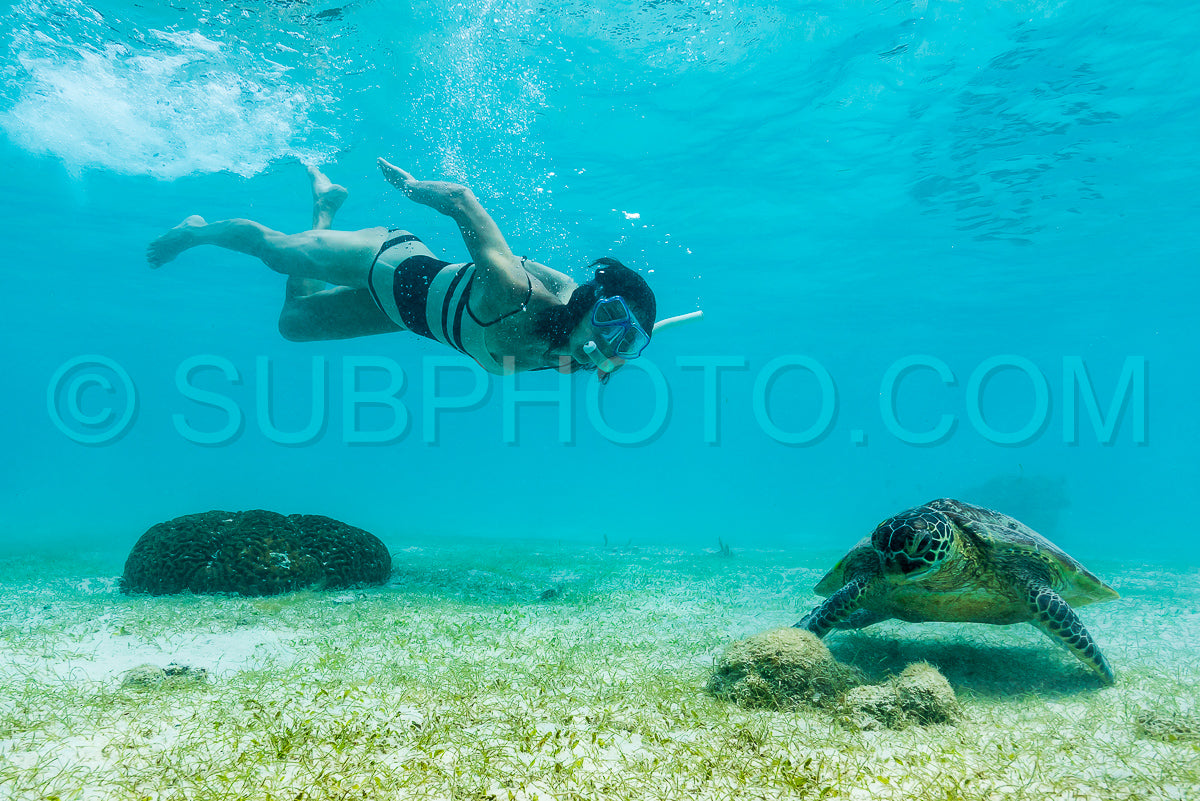 Photo de Tortue de mer imbriquée se nourrissant d'herbes marines en eau peu profonde avec une femme plongeuse