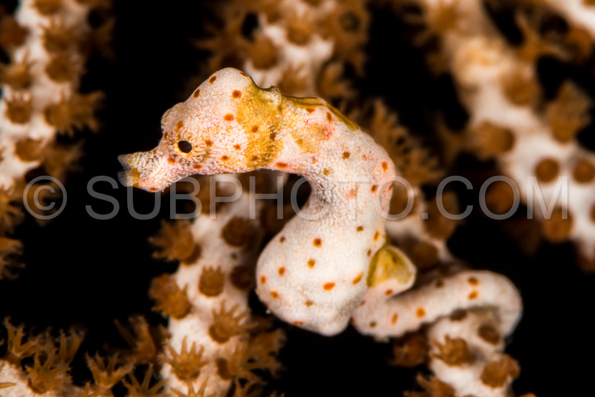 Photo de L'hippocampe pygmée de Denise dans les Raja Ampat