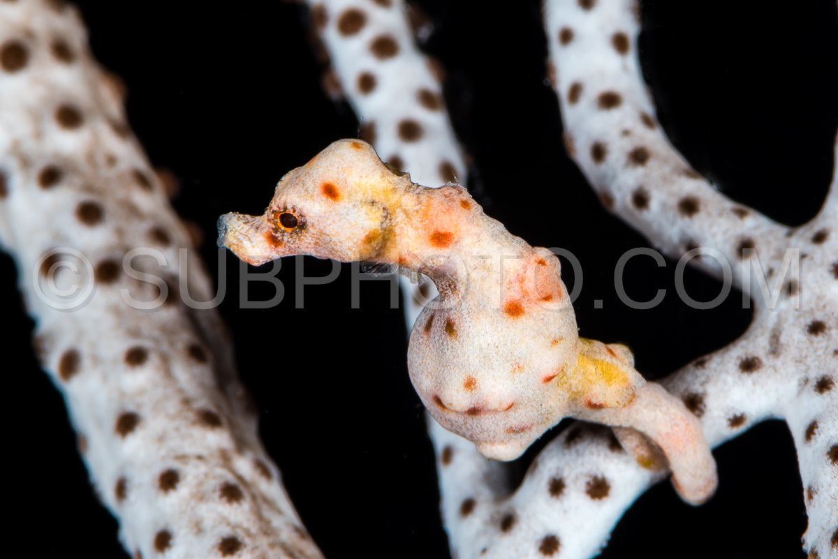 Photo de L'hippocampe pygmée de Denise dans les Raja Ampat