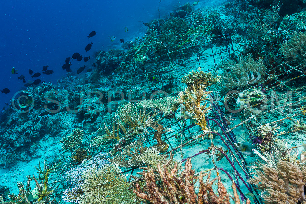 Photo de récif artificiel créé par l'homme avec des structures métalliques et du béton pour aider la vie marine à récupérer la zone détruite