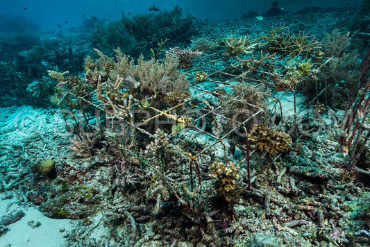 Photo de récif artificiel créé par l'homme avec des structures métalliques et du béton pour aider la vie marine à récupérer la zone détruite