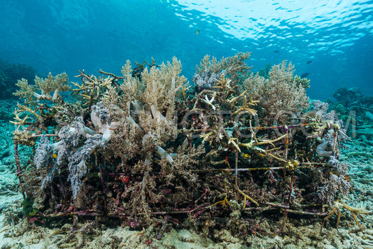 Photo de récif artificiel créé par l'homme avec des structures métalliques et du béton pour aider la vie marine à récupérer la zone détruite
