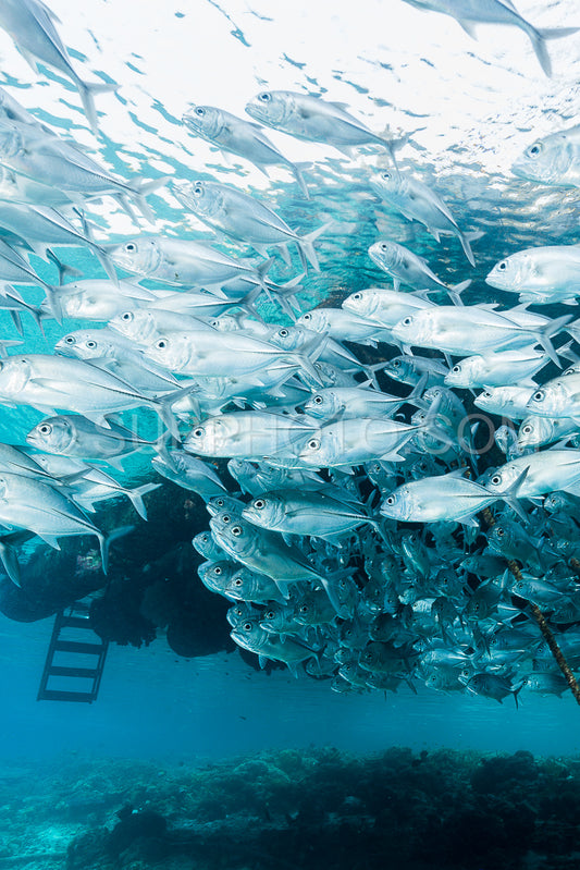 school of bigeye trevally jack fish