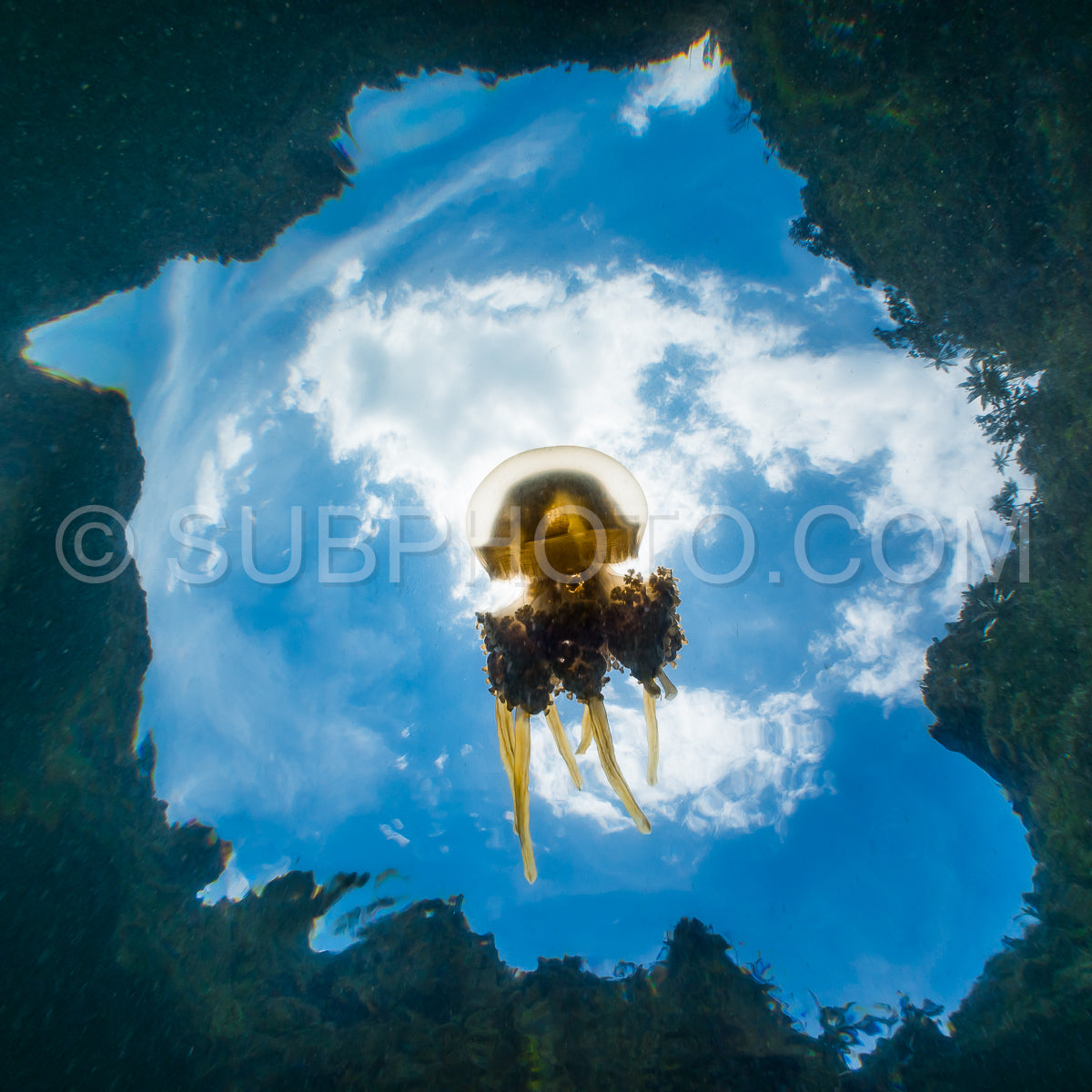 Martigias Papua Jellyfish Jellyfish lake Misool Indonesia