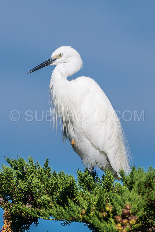 Photo de aigrette se reposant sur un pin